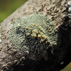 Lecanora symmicta
