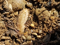 Testacella haliotidea