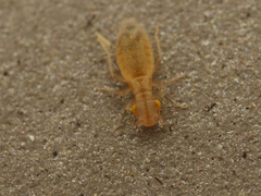 Ectopsocidae