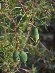 Persoonia nutans