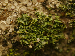 Phaeophyscia nigricans