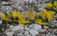 Chamaecytisus ratisbonensis