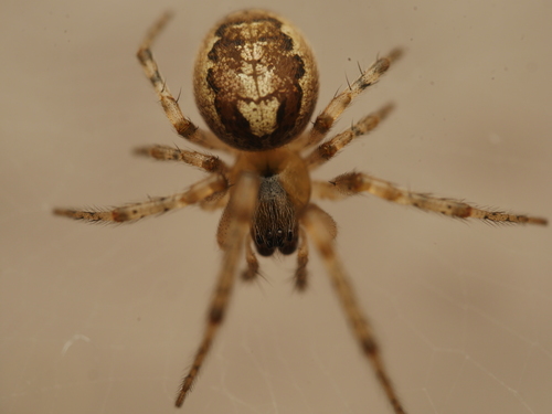 Missing sector orb weaver