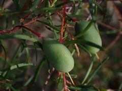 Persoonia nutans
