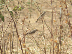 Crithagra leucopygia