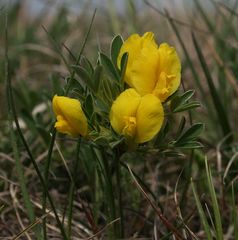 Chamaecytisus ratisbonensis