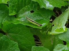 Gesonula punctifrons