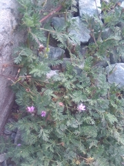 Erodium cicutarium