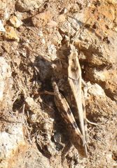 Calliptamus madeirae