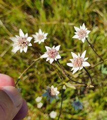 Alepidea attenuata