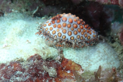 Jenner's cowry