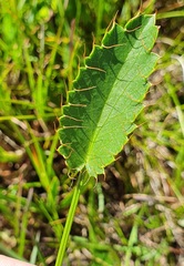 Alepidea attenuata