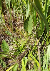 Alepidea attenuata
