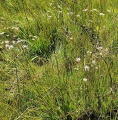 Alepidea attenuata
