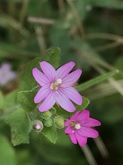 Epilobium ciliatum watsonii