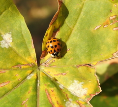 Harmonia axyridis