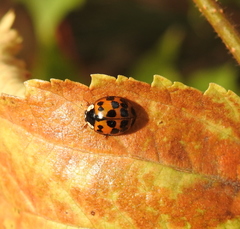 Harmonia axyridis