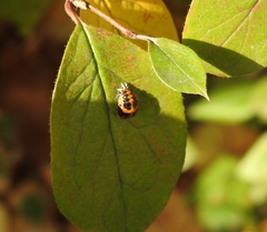Harmonia axyridis