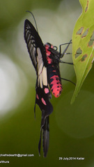 Pachliopta pandiyana