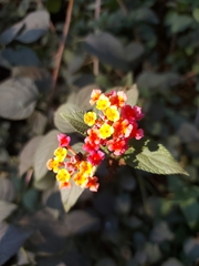 Lantana camara