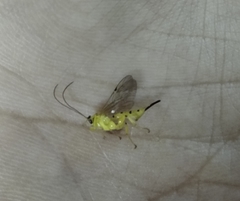 Xanthopimpla punctata