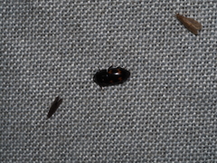 Glischrochilus japonius