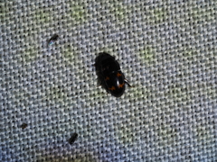 Glischrochilus japonius