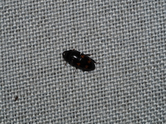 Glischrochilus japonius