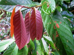 Cryptocarya mackinnoniana