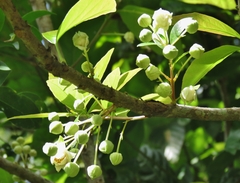 Sloanea langii