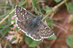 Pyrgus serratulae major