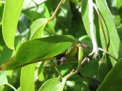 Ephippitytha kuranda