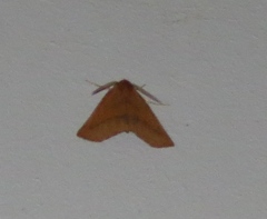 Drepanogynis cnephaeogramma