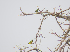 Poicephalus senegalus