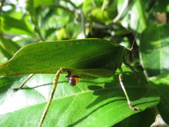 Ephippitytha kuranda