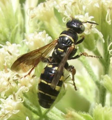 Myzinum carolinianum