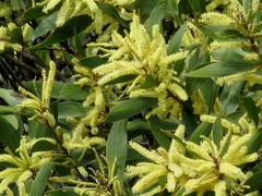 Acacia celsa