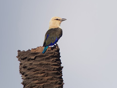Coracias cyanogaster
