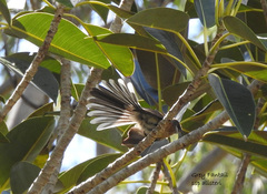 Rhipidura albiscapa alisteri