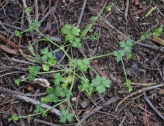 Hydrocotyle foveolata