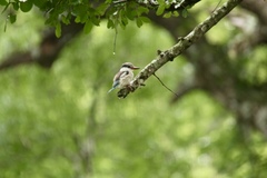 Halcyon chelicuti chelicuti