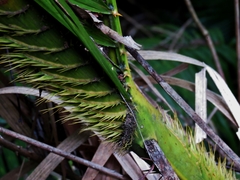 Calamus moti