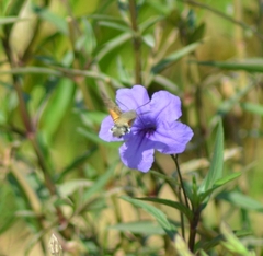 Macroglossum stellatarum