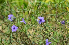 Macroglossum stellatarum