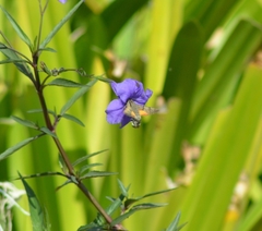 Macroglossum stellatarum