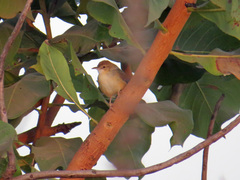 Cisticola cantans