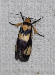 Xylorycta heliomacula