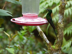 Heliodoxa imperatrix