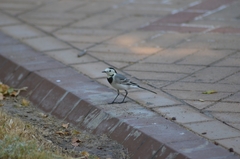 Motacilla alba