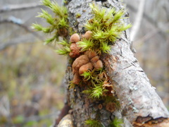 Hypocreopsis lichenoides